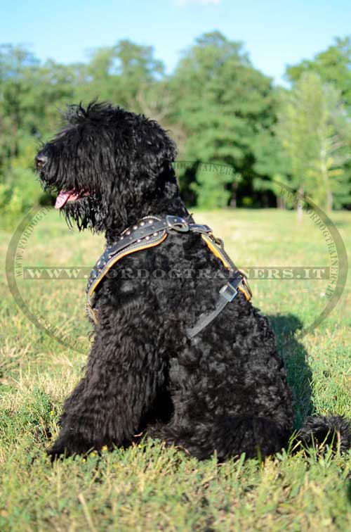 Pettorina esclusiva in pelle con borchie per Terrier nero russo